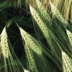 Women farmers bolster Tiger Brands value chain